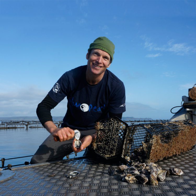 Kaipara Oyster — Oysterology Online Pangea Shellfish Company